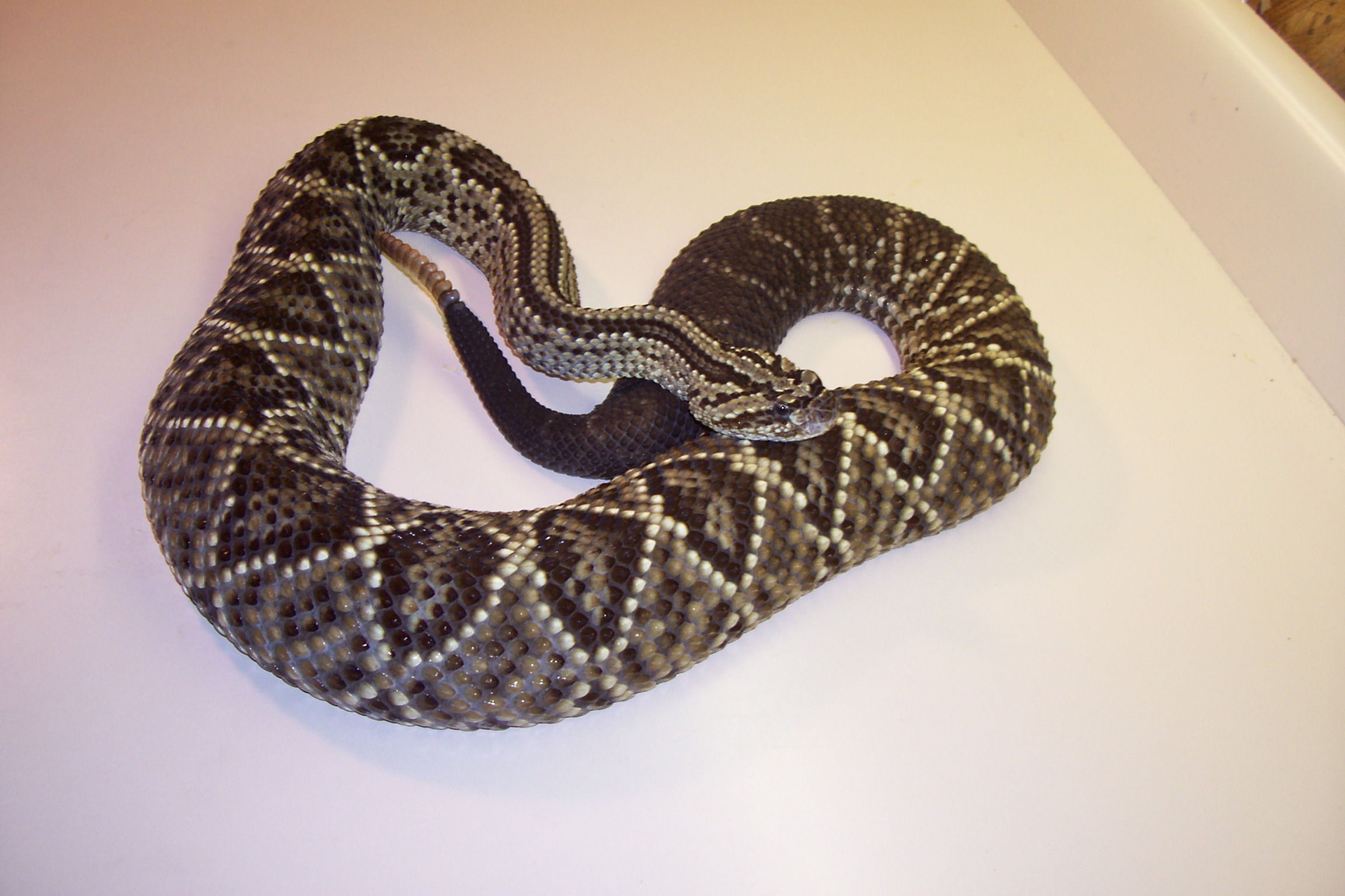 Crotalus durissus dryinas B-Female (w.c.2001).JPG [548 Kb]